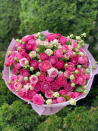 101 pfingstrosenartige Rosen Light, Gelato, Majestic