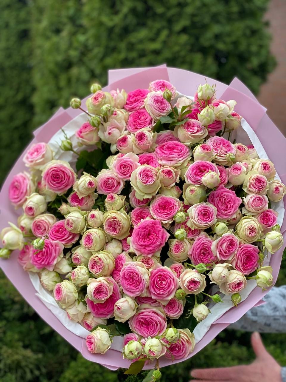 39 pfingstrosenartige Rosen Gelato