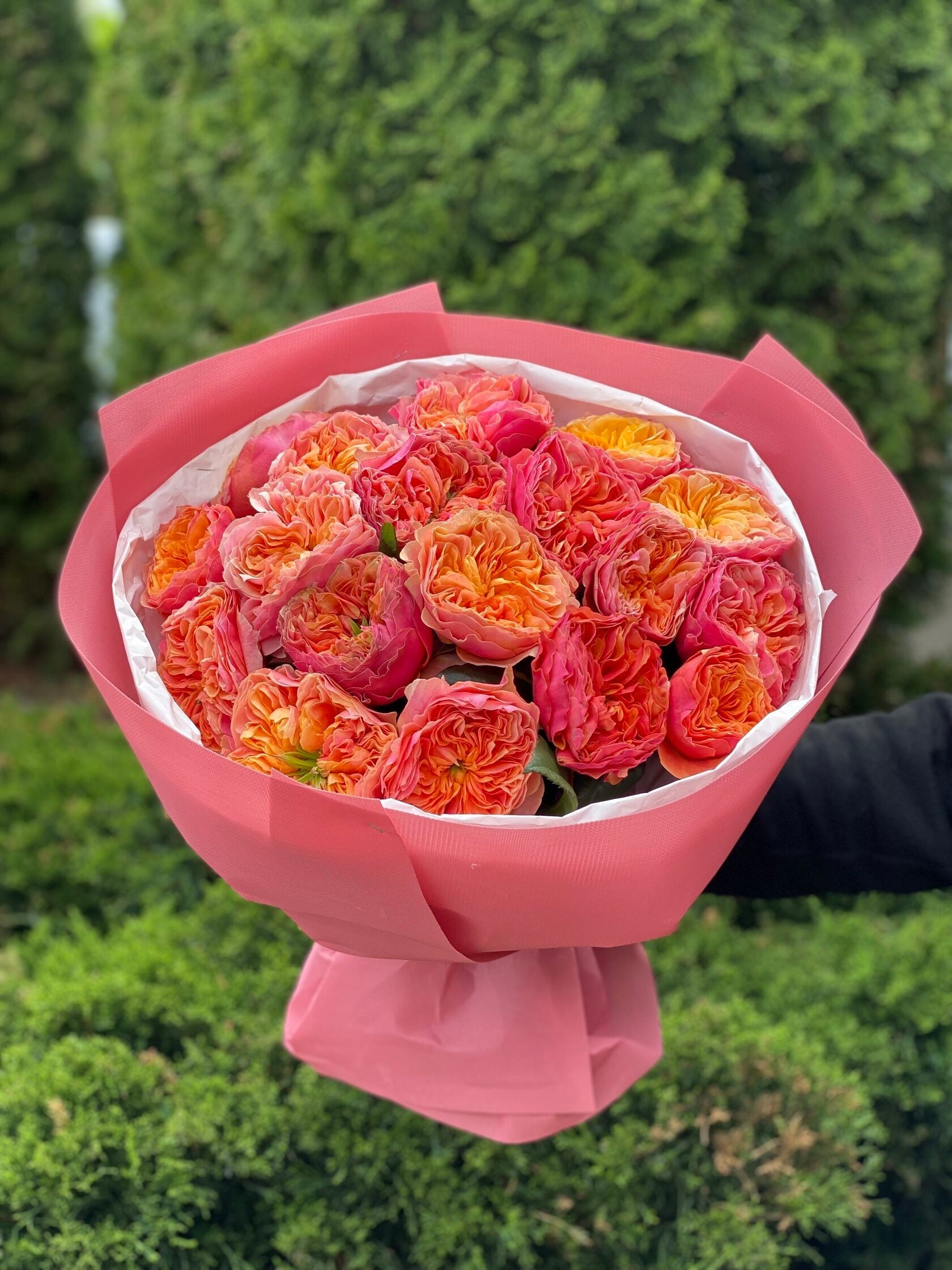 19 pfingstrosenartige Rosen Kensington Garden (orange)