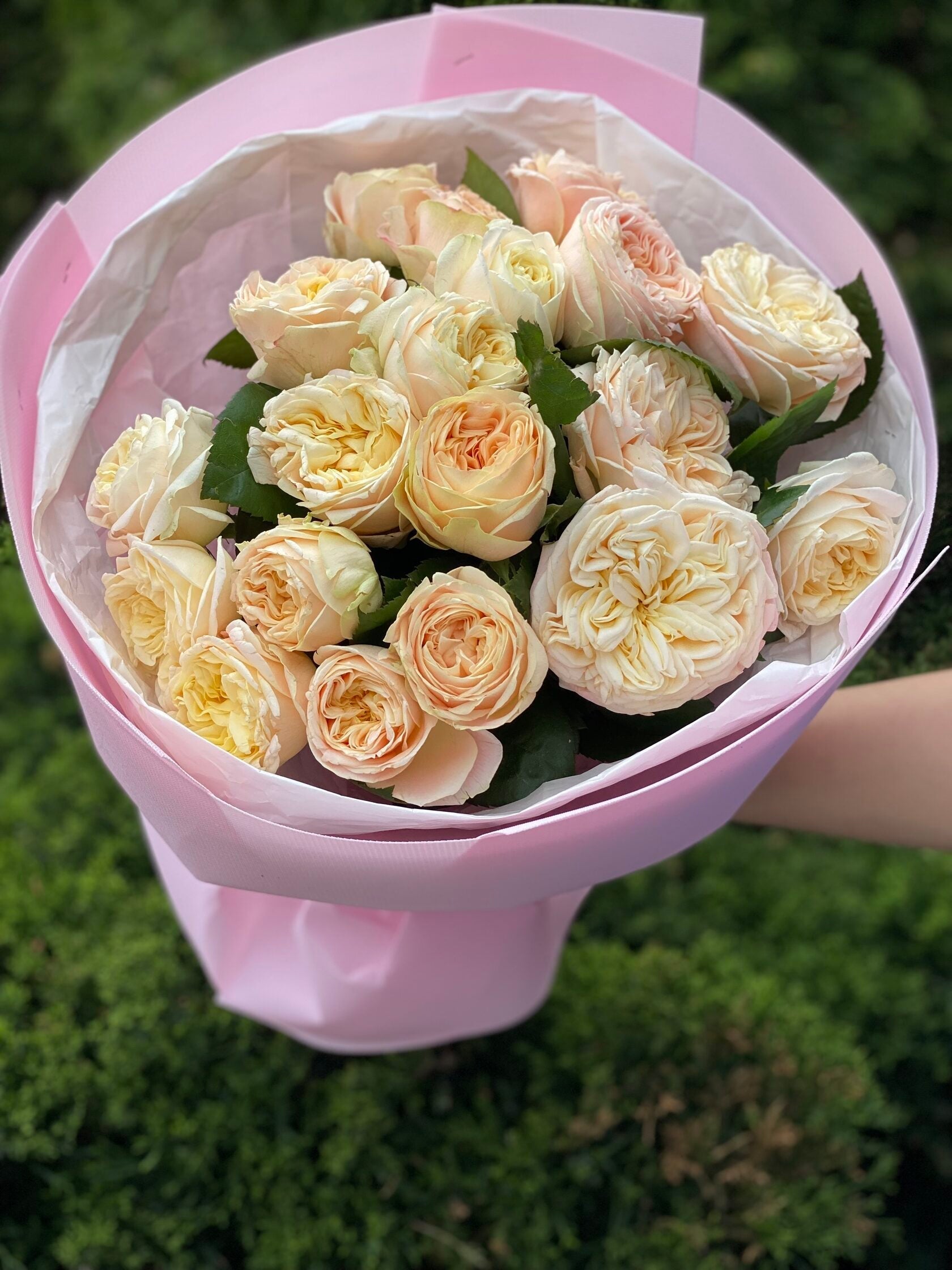 19 pfingstrosenartige Rosen Priscilla