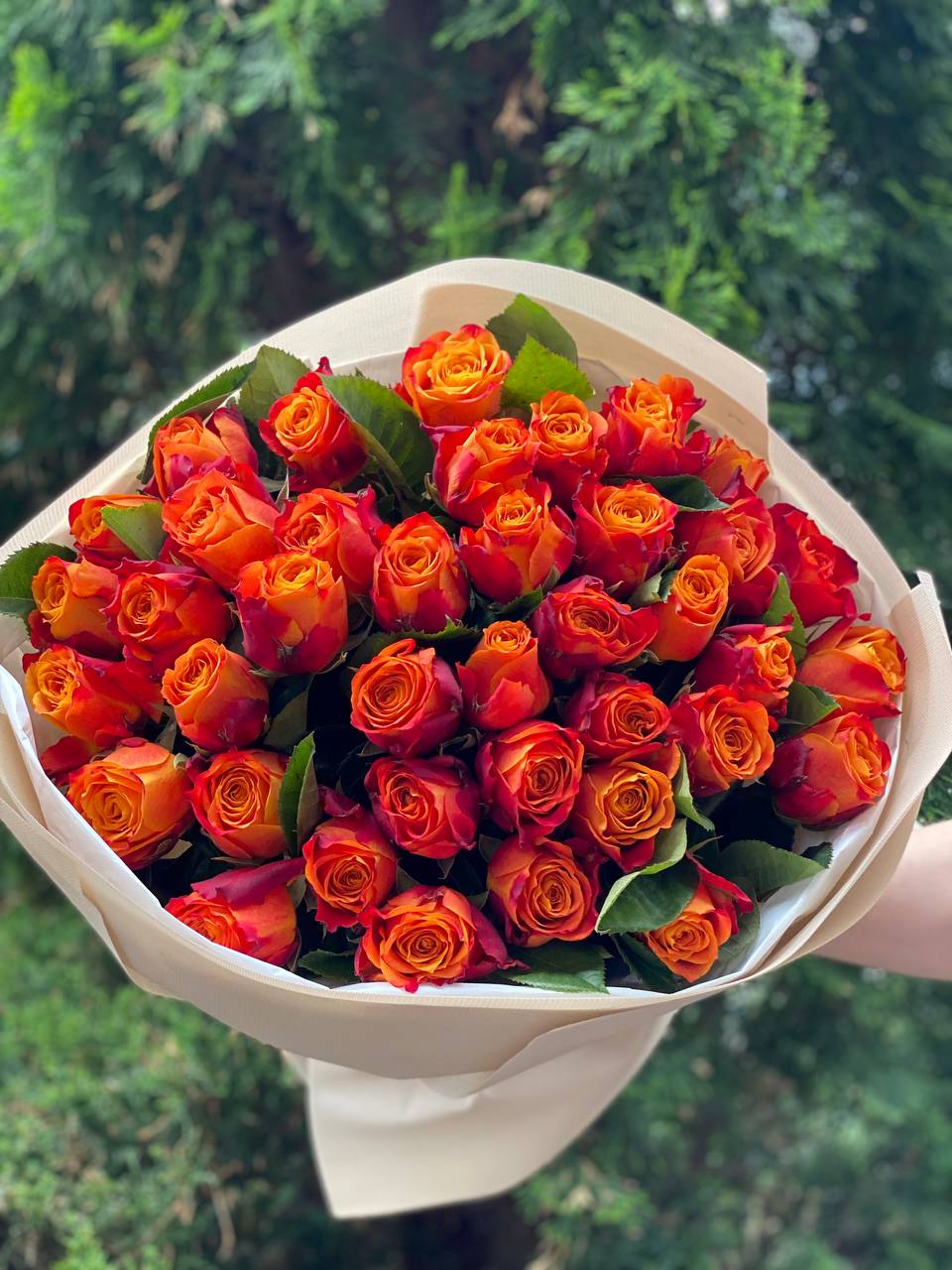39 Rosen Hollandia Orange