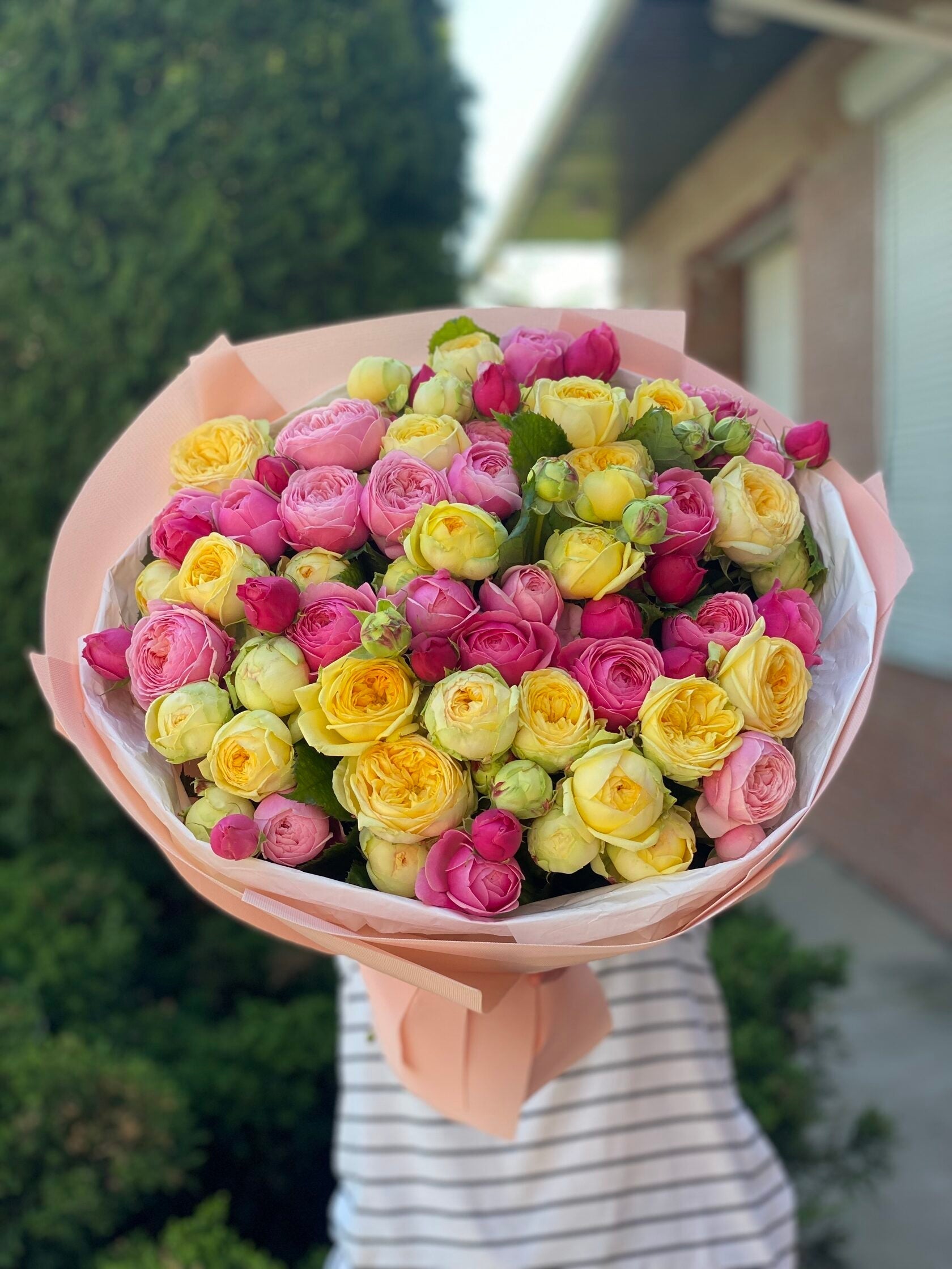 39 pfingstrosenartige Rosen Light und Peony