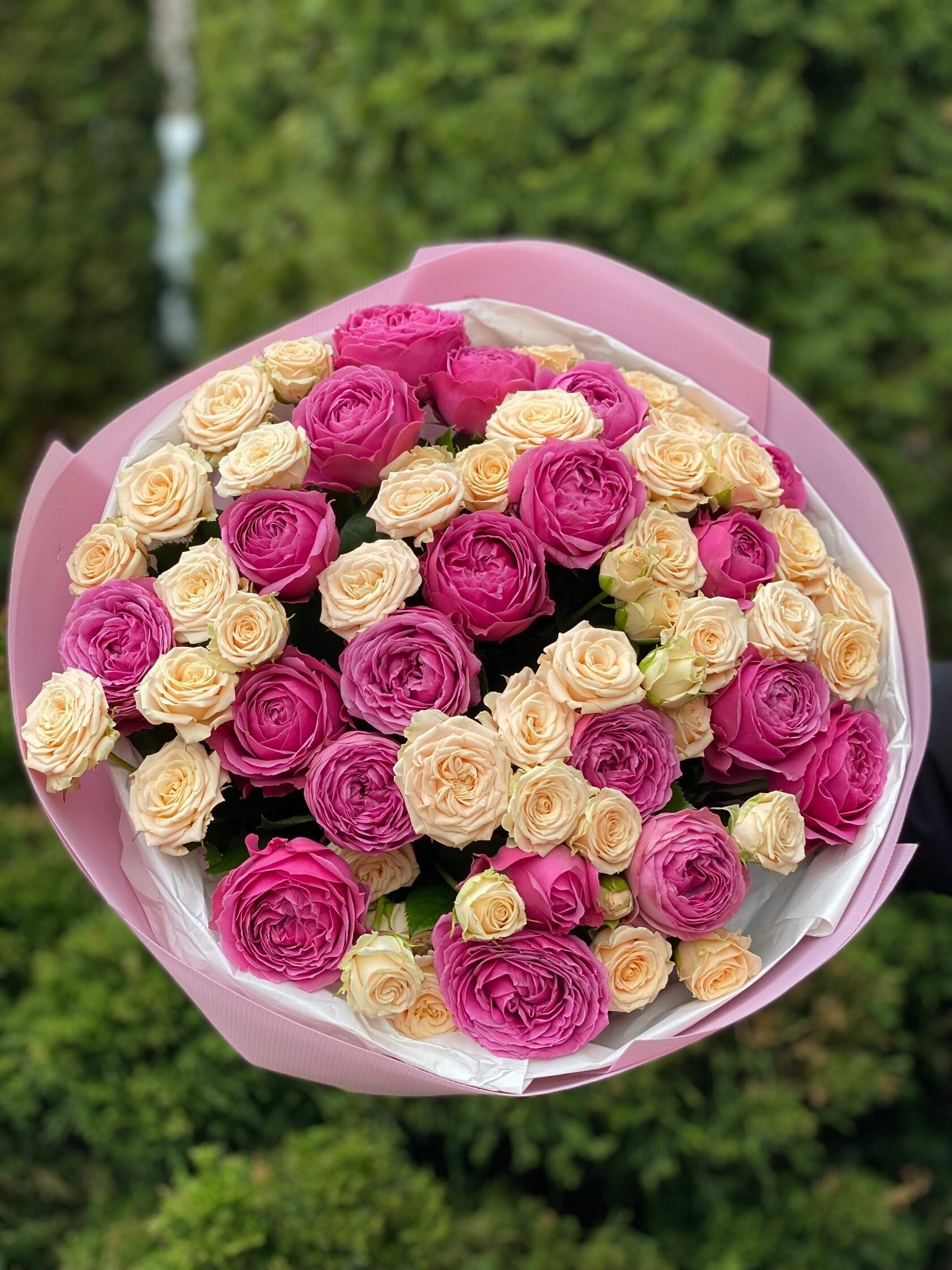 39 Pfingstrosen Rosen Tanya und Lavender Lace