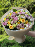 51 pfingstrosenartige Rosen Lanado und Peony