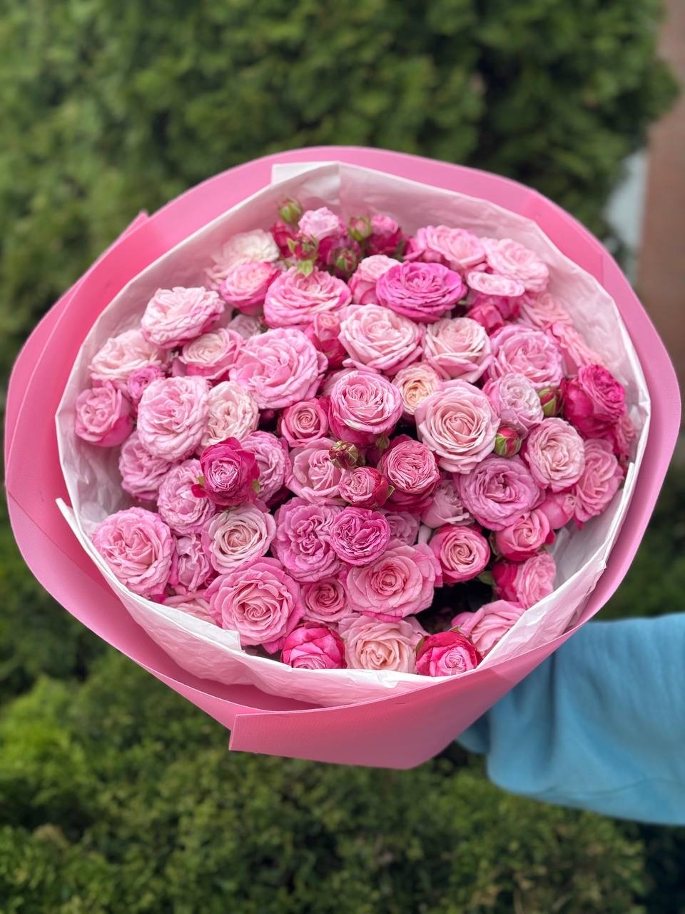 39 pfingstrosenartige Rosen Lady Bombastic