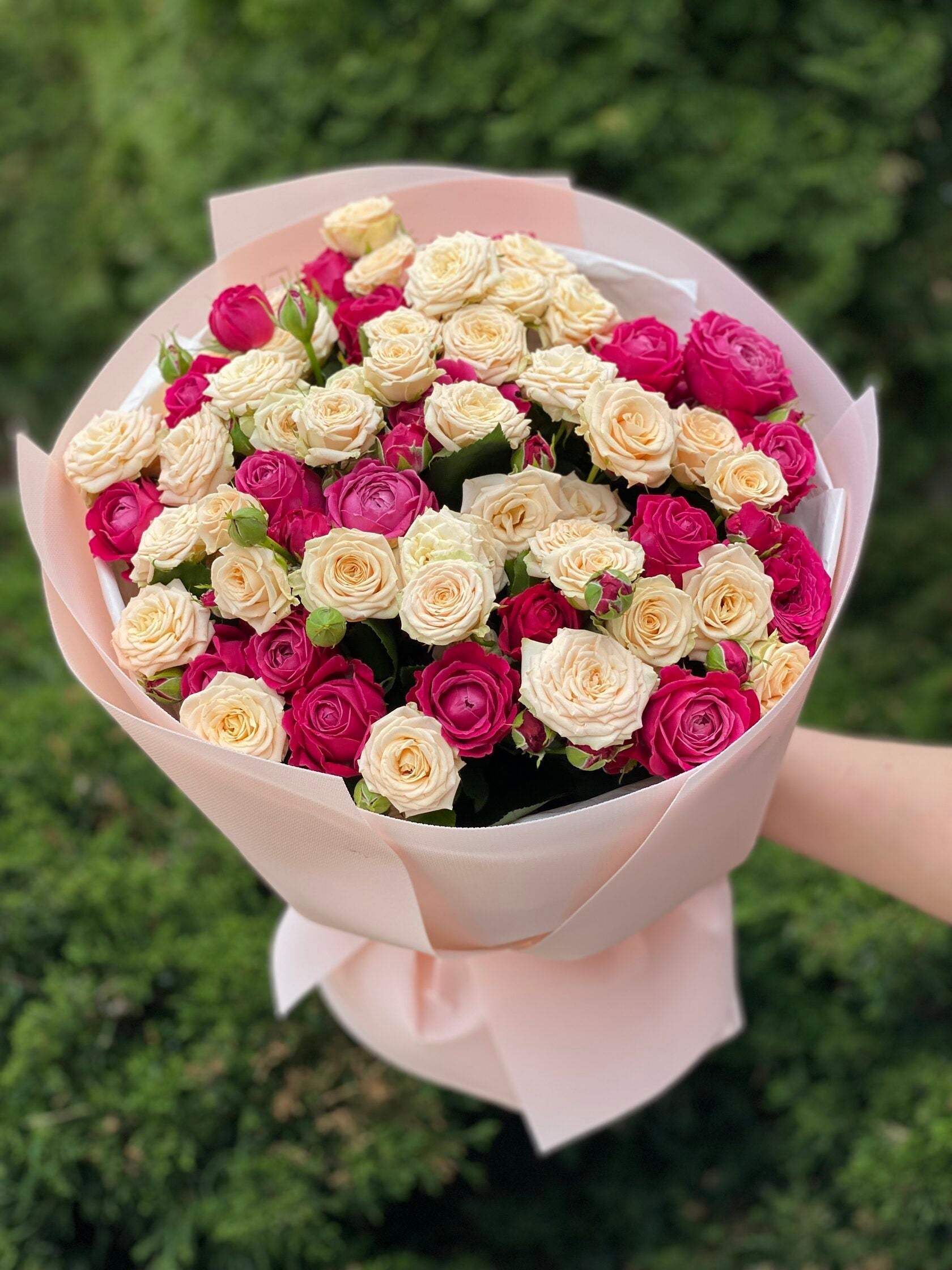 39 pfingstrosenartige Rosen Majestic und Tanya