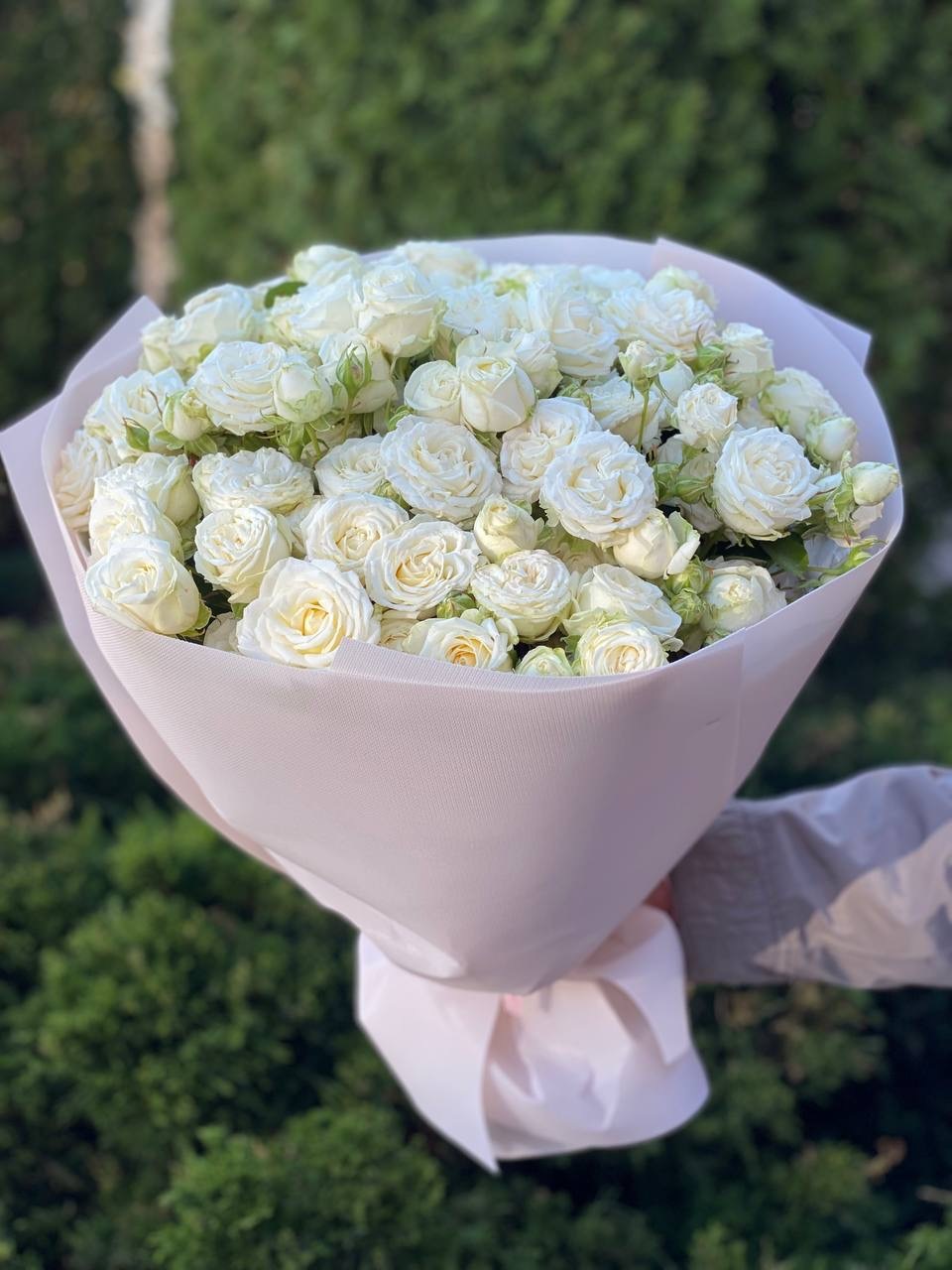 39 pfingstrosenartige Rosen Miss Bombastic