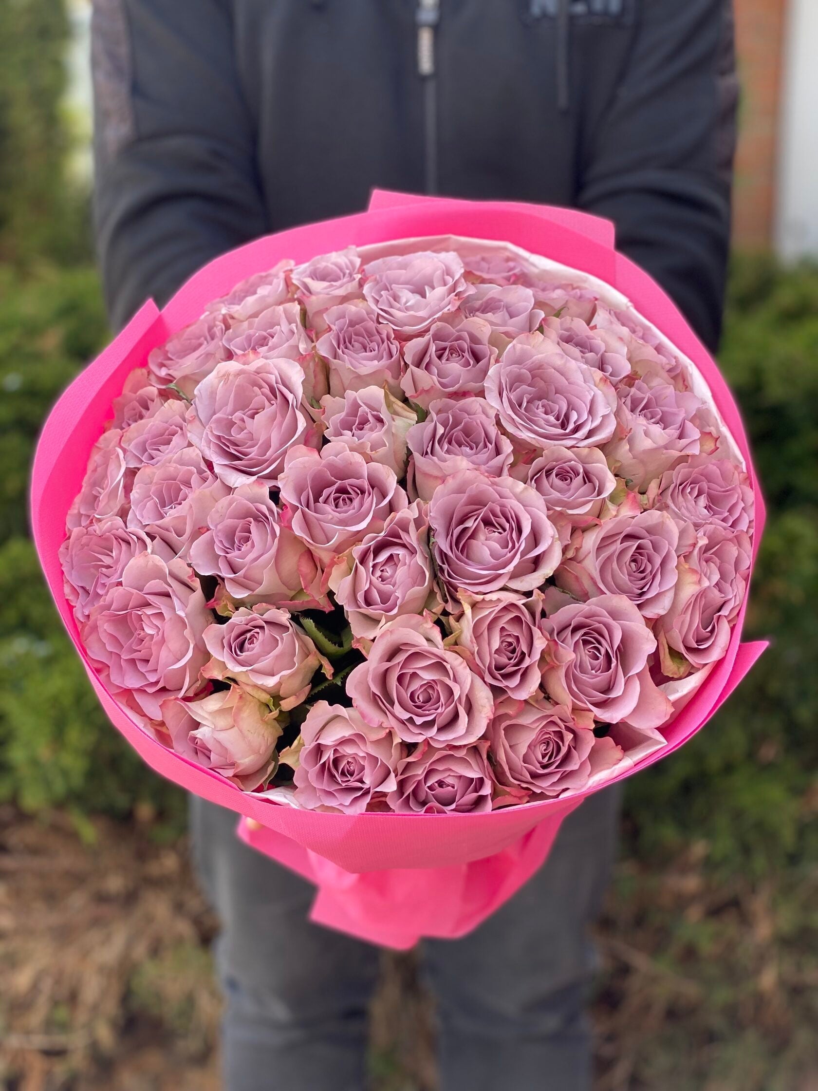 39 Rosen Hollandia (violet)