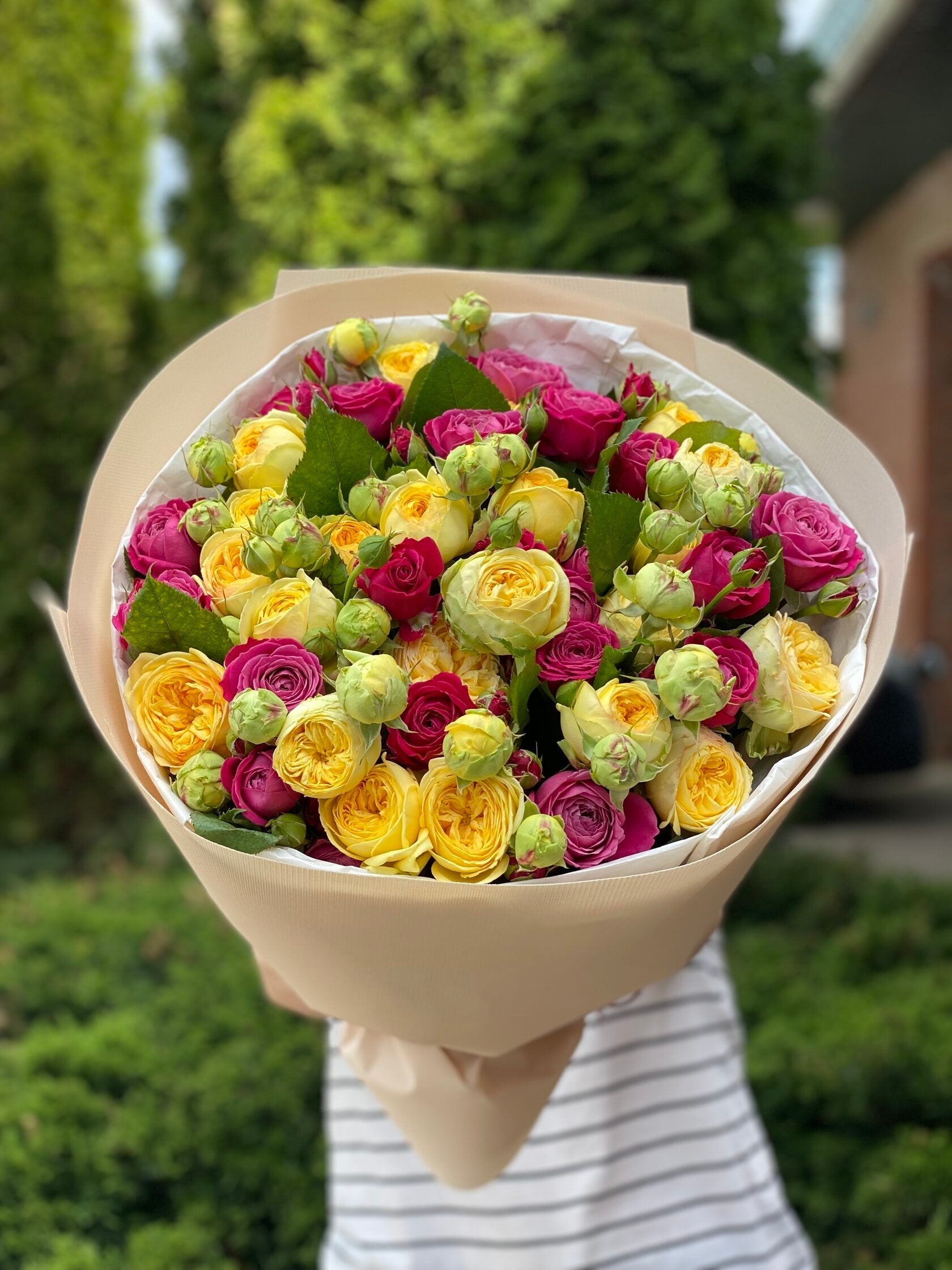 39 pfingstrosenartige Rosen Majestic und Tanya