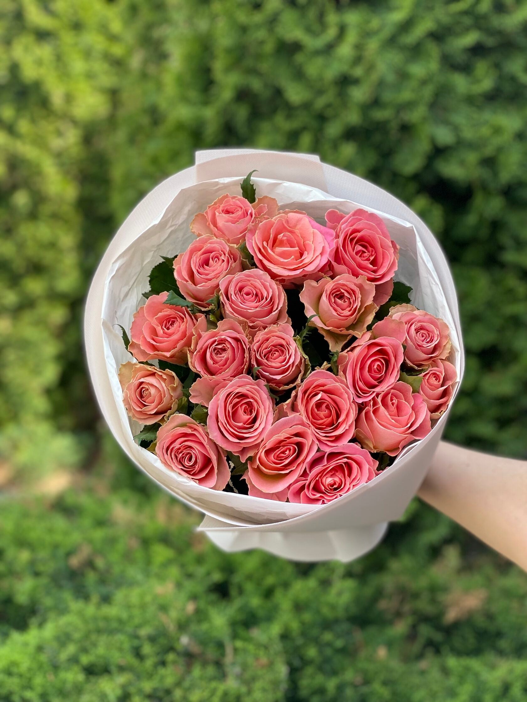19 holländische Rosen Rosa