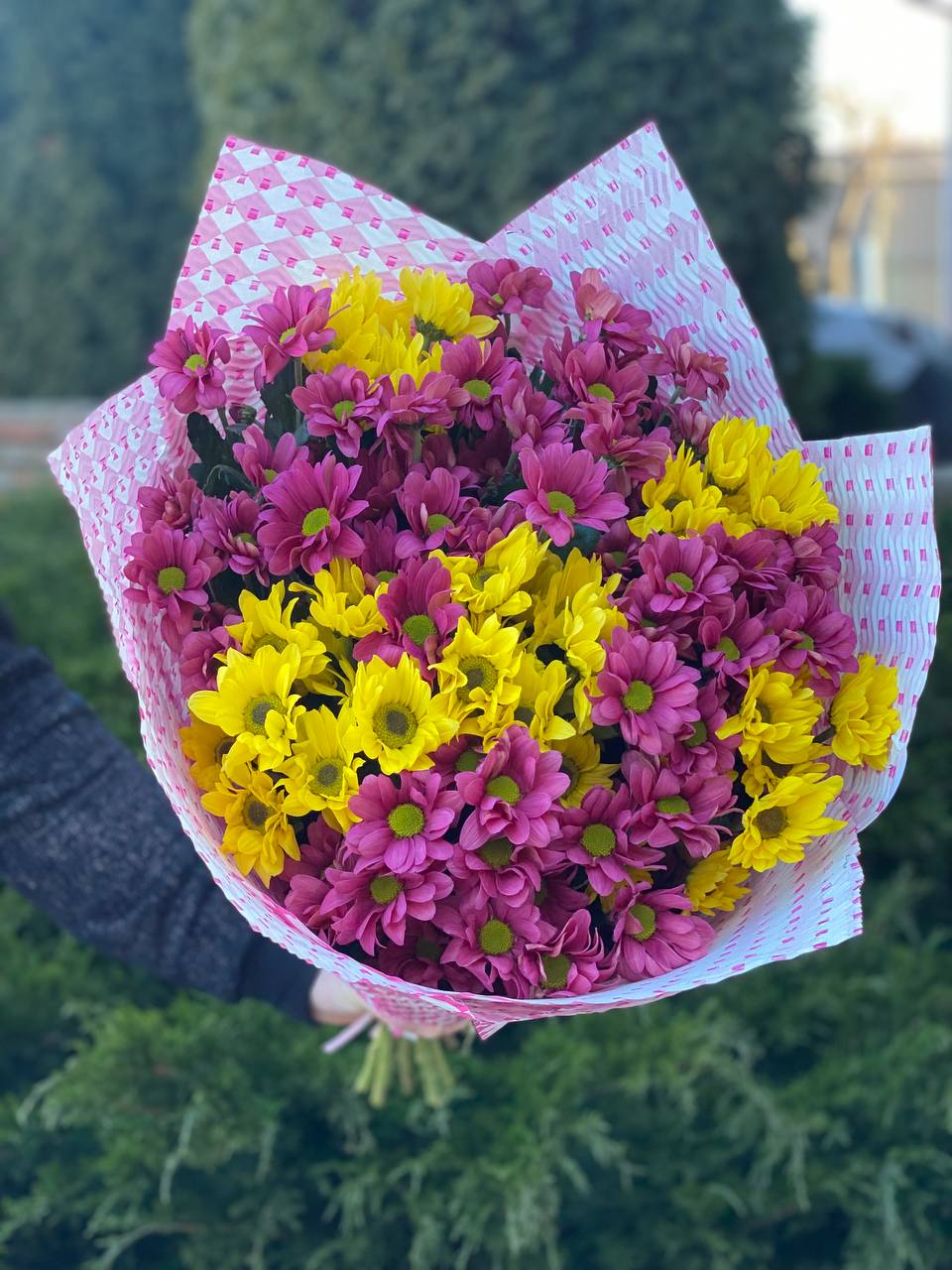 15 Margeriten-Chrysantheme (violett und gelb)