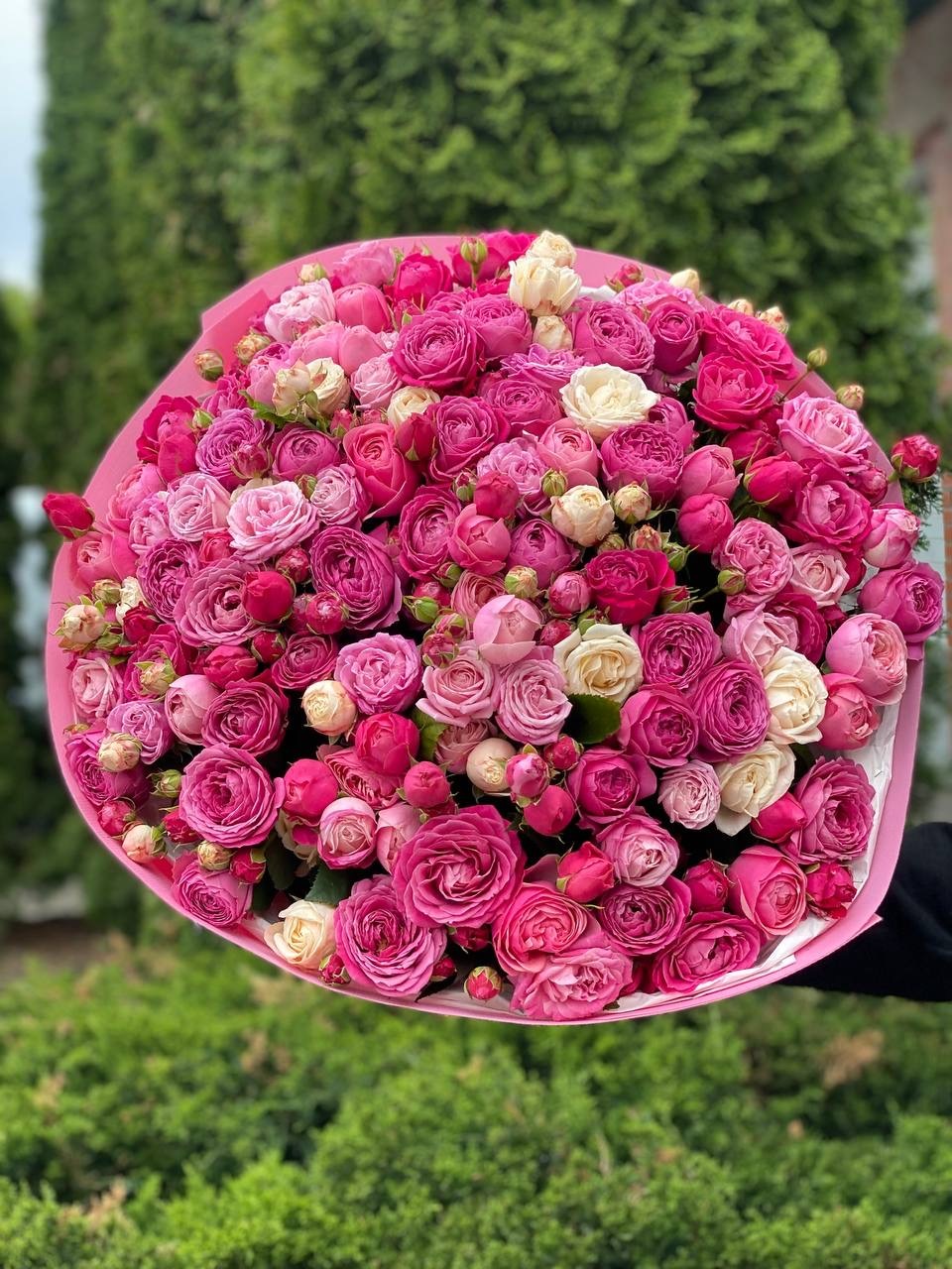 101 pfingstrosenartige Rosen Majestic und Gelato