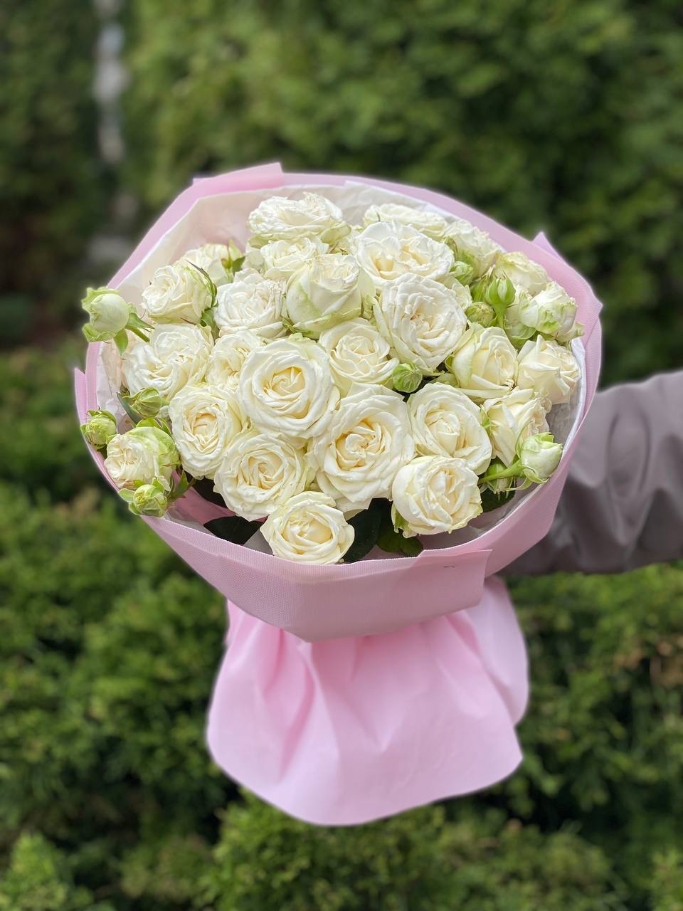 19 pfingstrosenartige Rosen Miss Bombastic