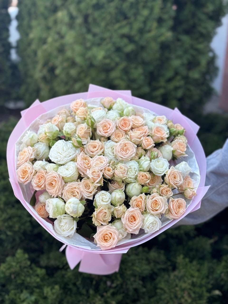 39 Rosen Miss Bombastic und Tanya