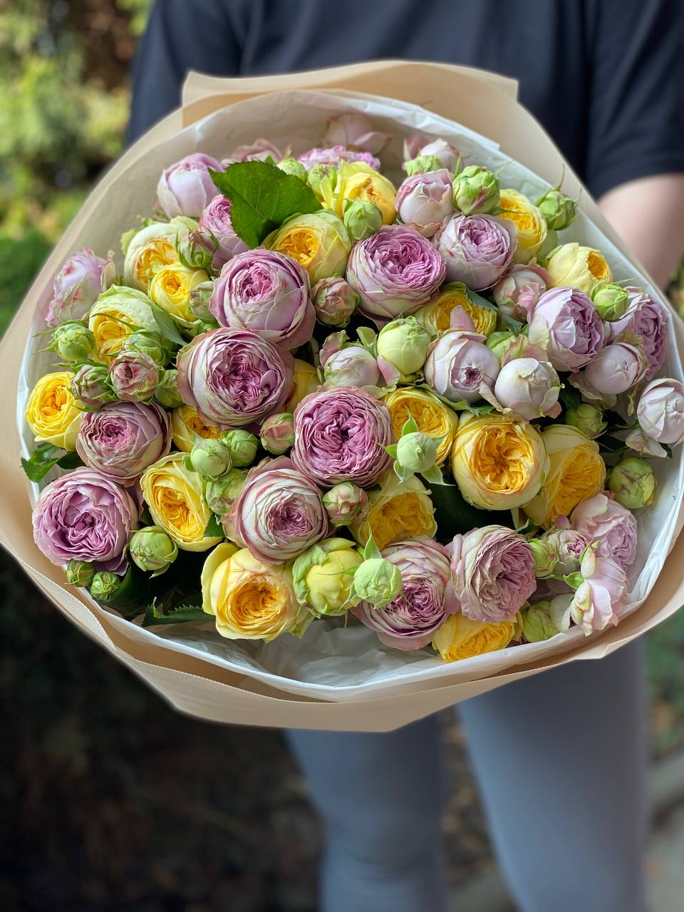 51 pfingstrosenartige Rosen Lanado und Peony