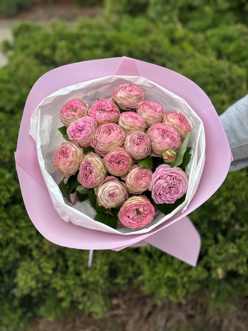 19 pfingstrosenartige Rosen Lavender