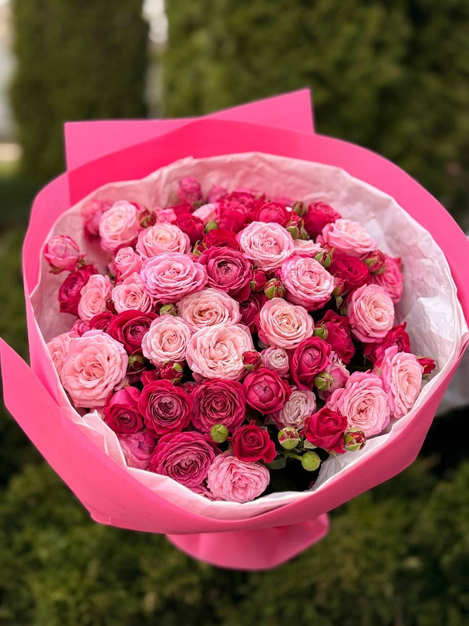 39 Rosen Lady Bombastic und Majestic