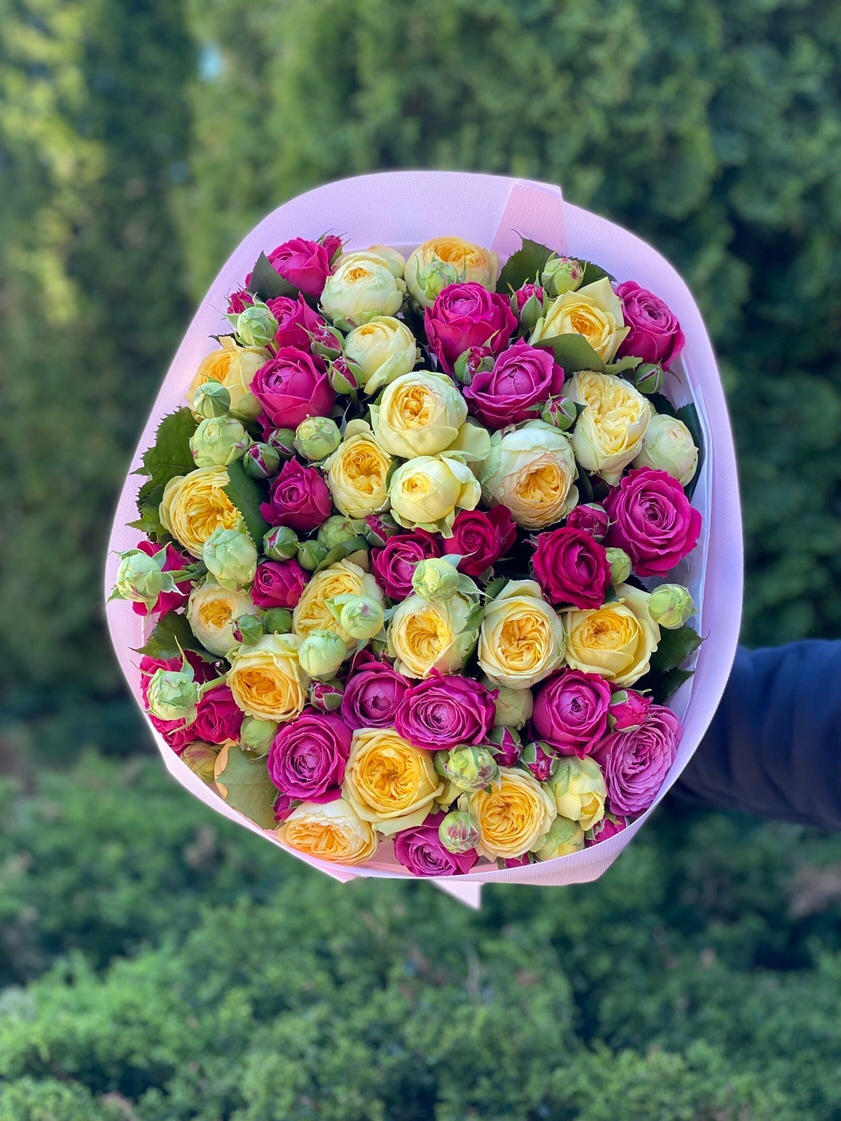 39 pfingstrosenartige Rosen Majestic und Tanya