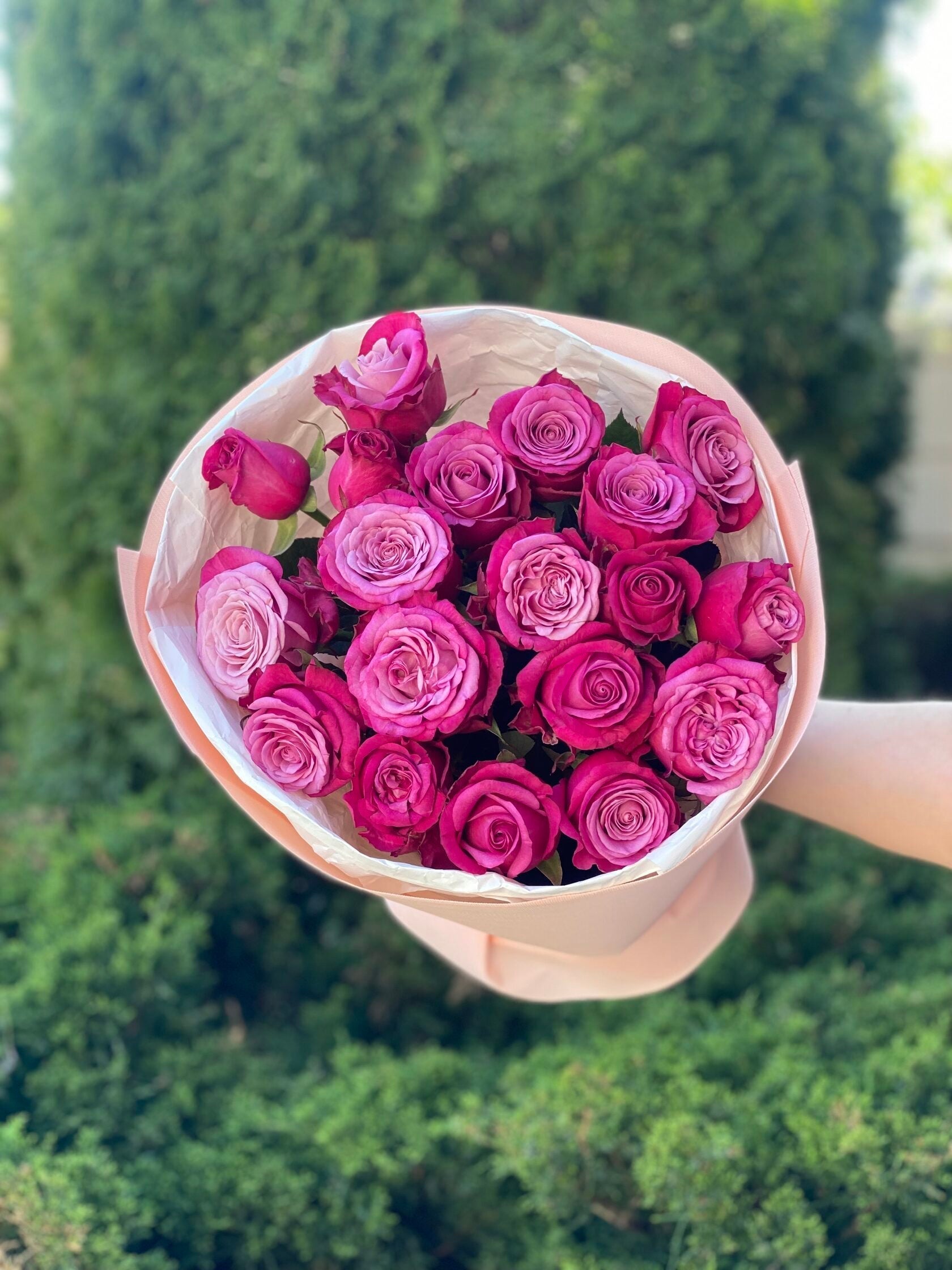 19 Rosen Prince Persia