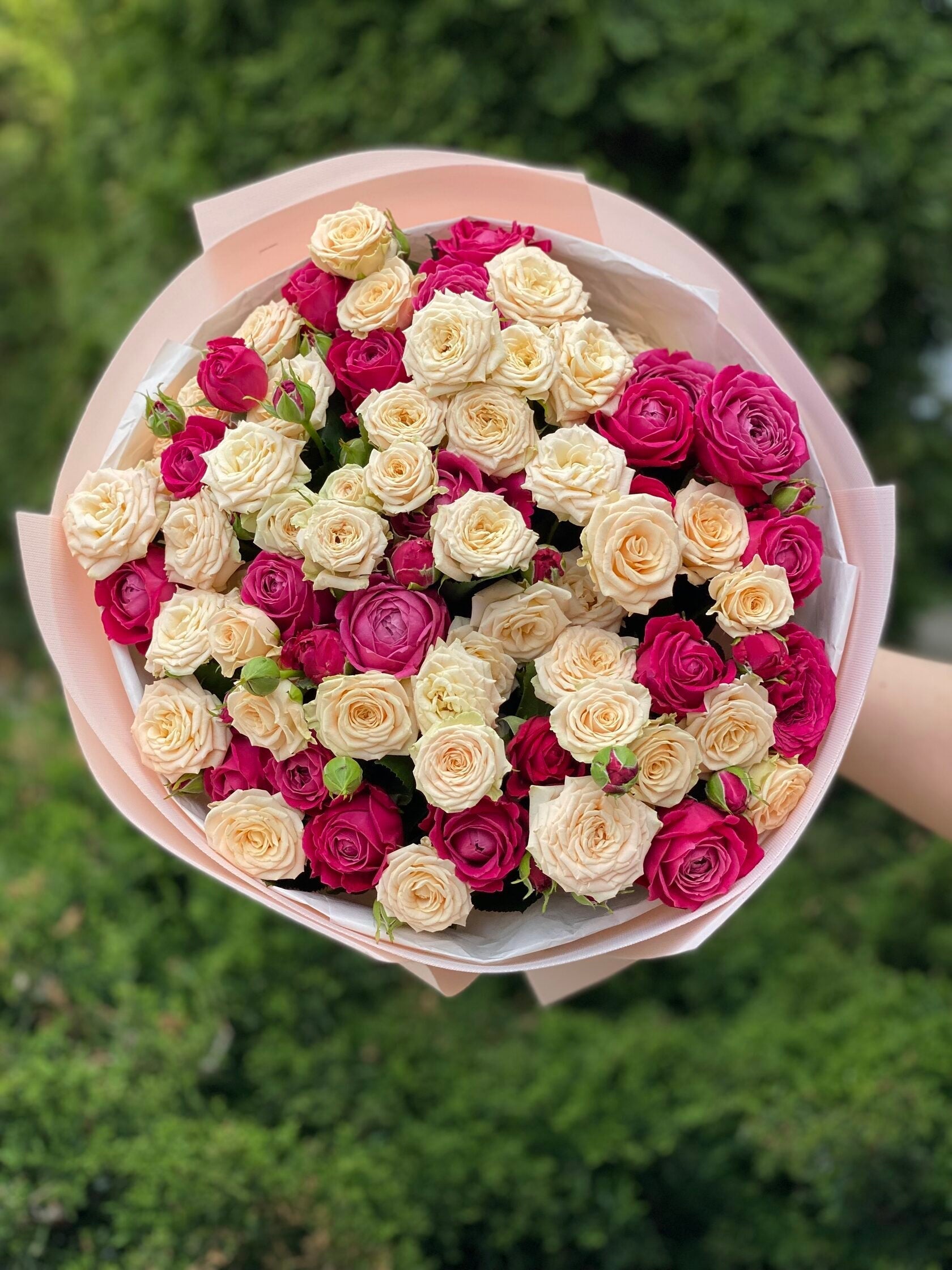 39 pfingstrosenartige Rosen Majestic und Tanya