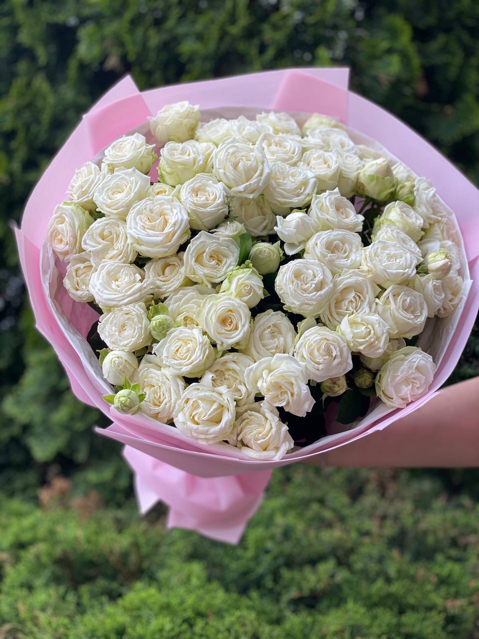 39 pfingstrosenartige Rosen Miss Bombastic