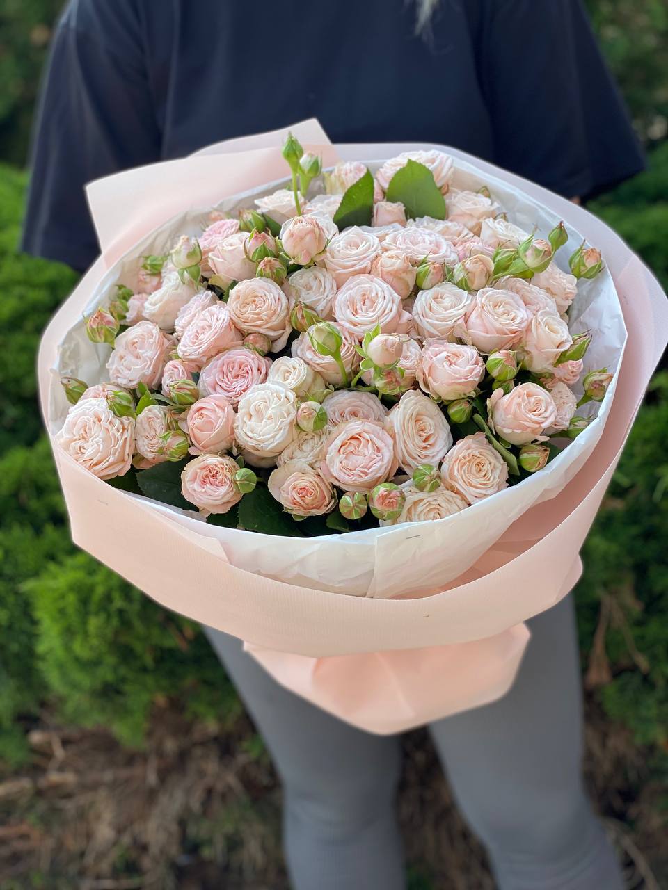 51 pfingstrosenartige Rosen Bombastic