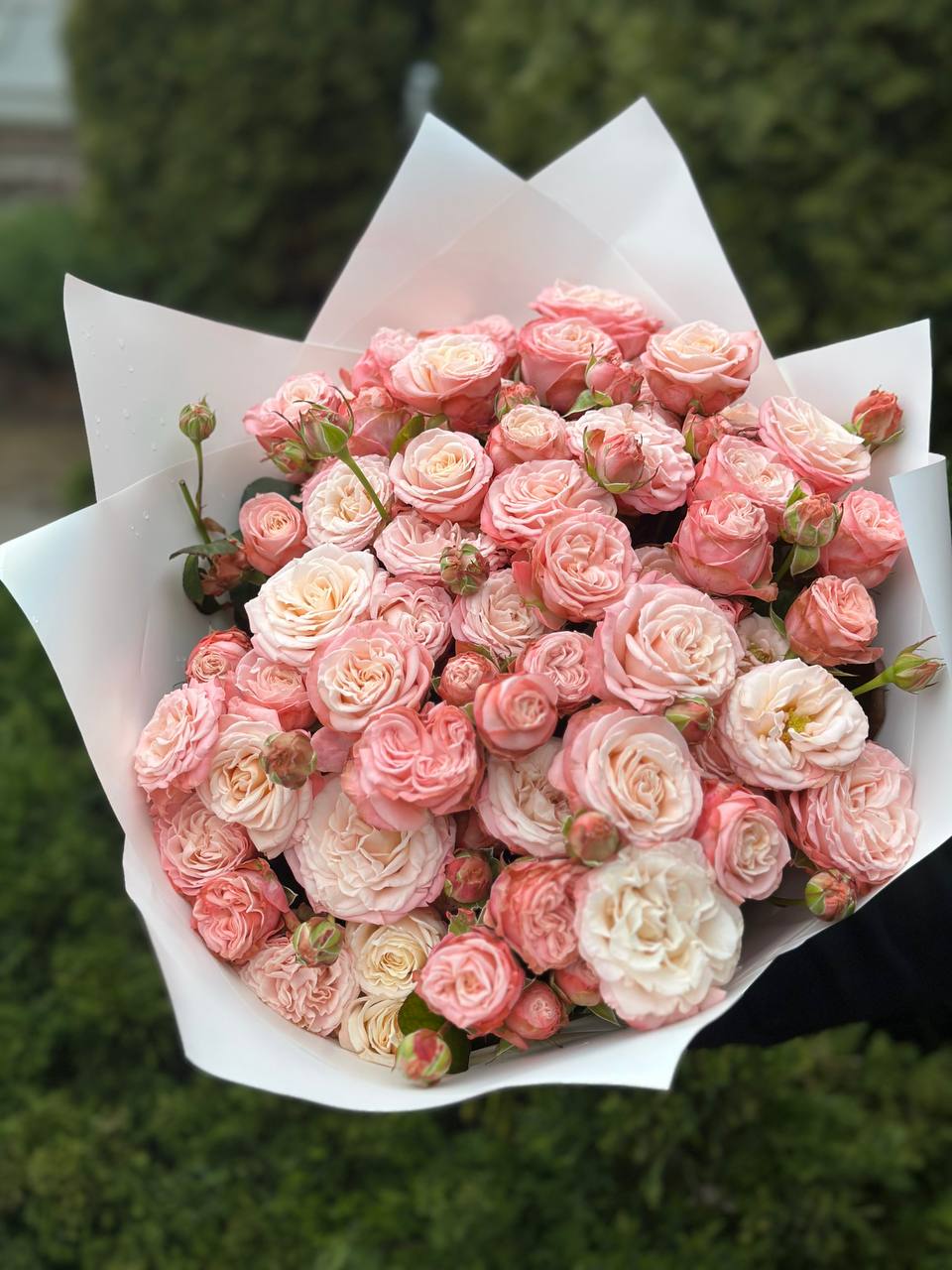 39 pfingstrosenartige Rosen Bombastic