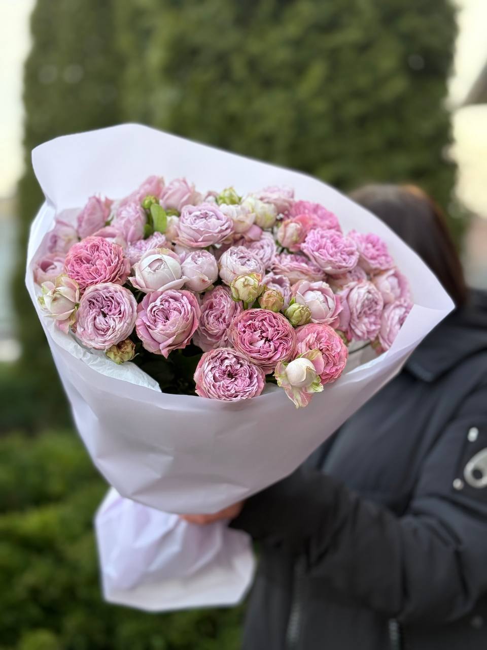 19 pfingstrosenartige Rosen Lavender