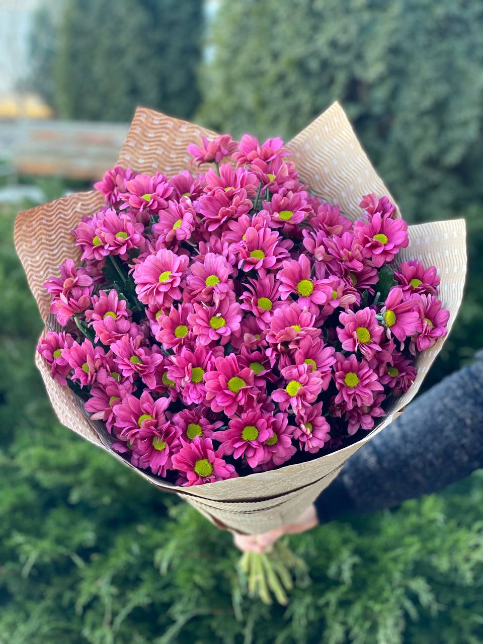15 Margeriten-Chrysantheme (violett)