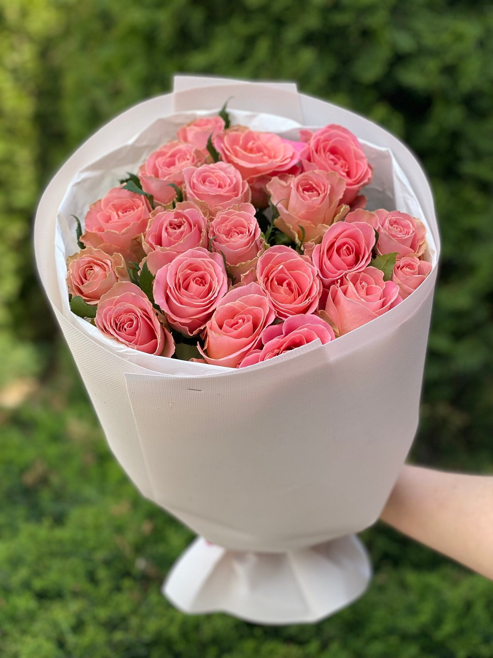 19 holländische Rosen Rosa
