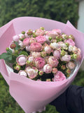 19 pfingstrosenartige Rosen Lavender