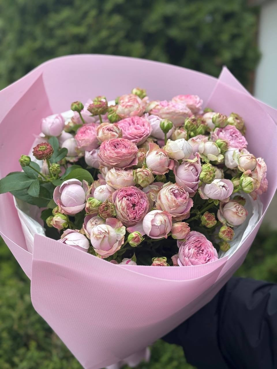 19 pfingstrosenartige Rosen Lavender