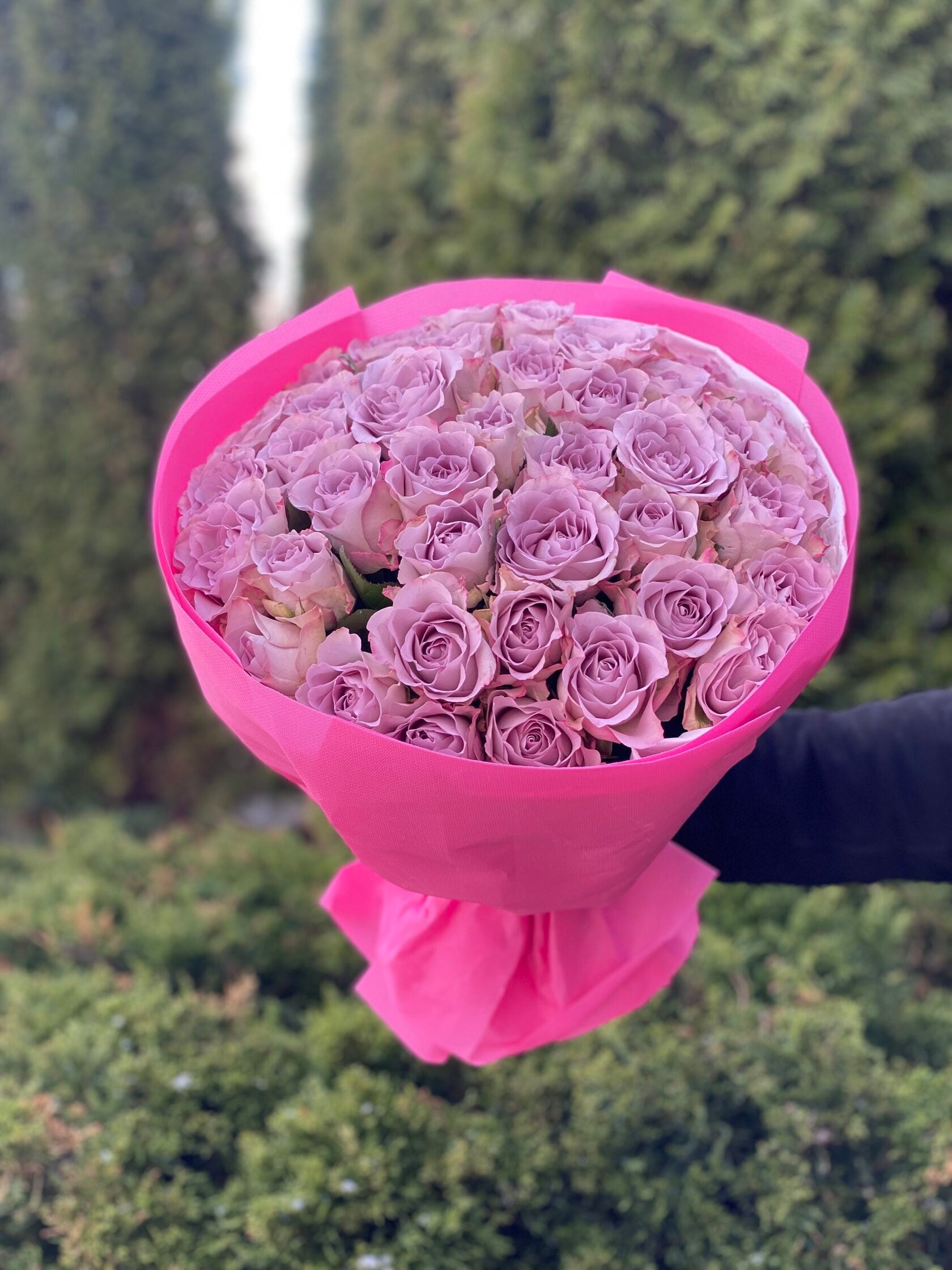 39 Rosen Hollandia (violet)