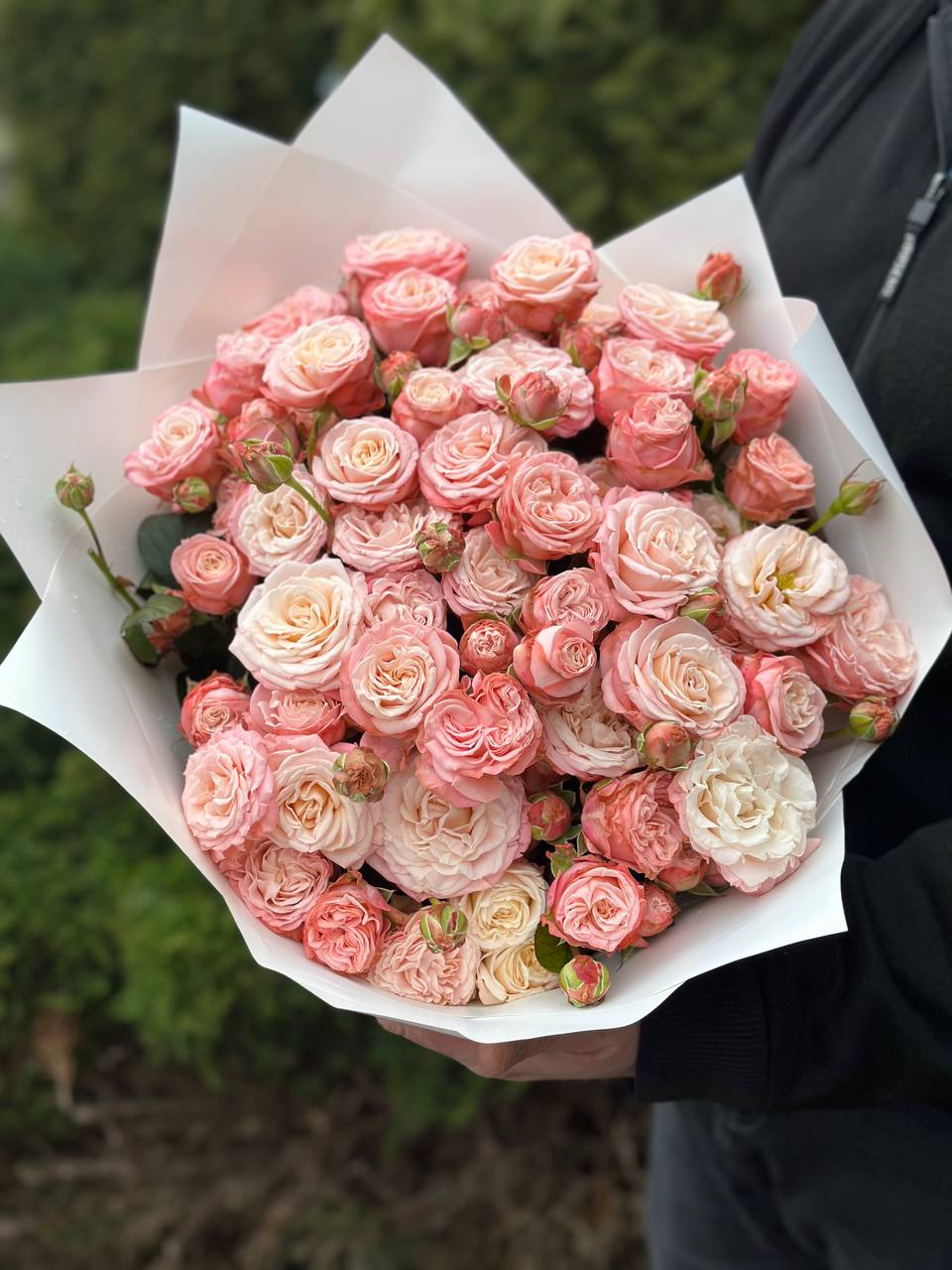 39 pfingstrosenartige Rosen Bombastic