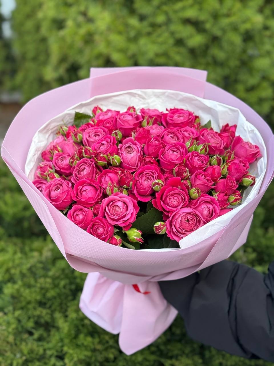 39 pfingstrosenartige Rosen Majestic