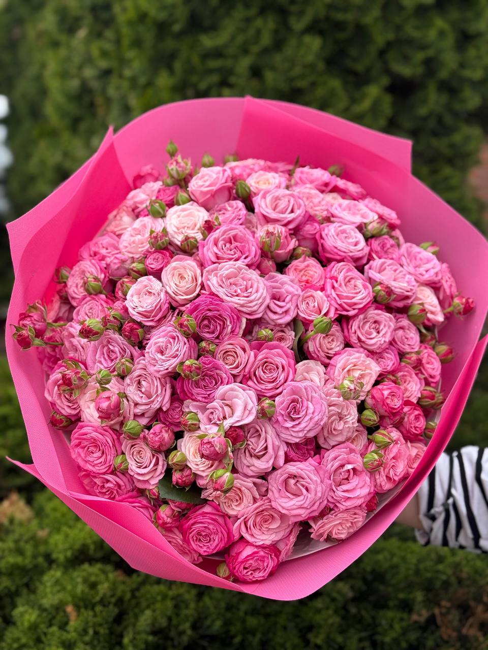 101 pfingstrosenartige Rosen Lady Bombastic