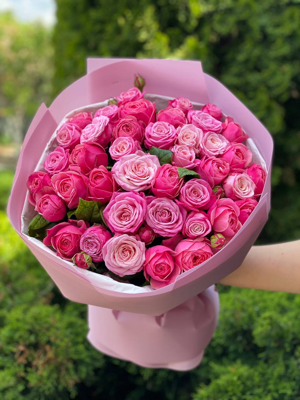 39 pfingstrosenartige Rosen Light und Lady Bombastic
