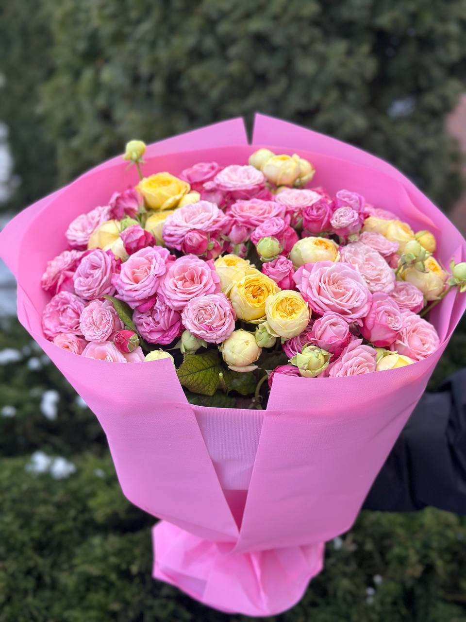 39 pfingstrosenartige Rosen Piony und Lady Bombastic
