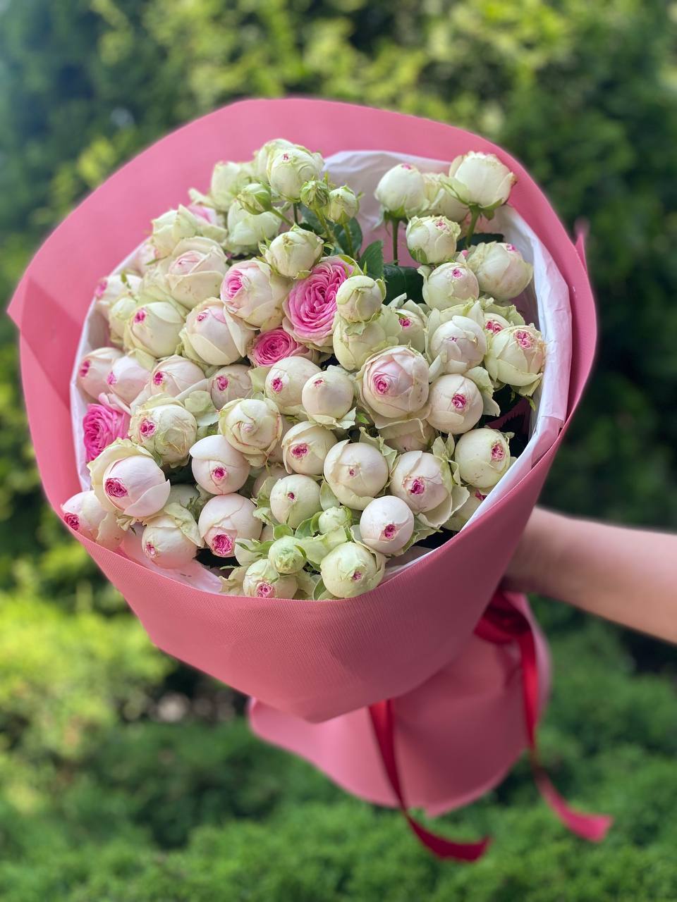 19 pfingstrosenartige Rosen Gelato