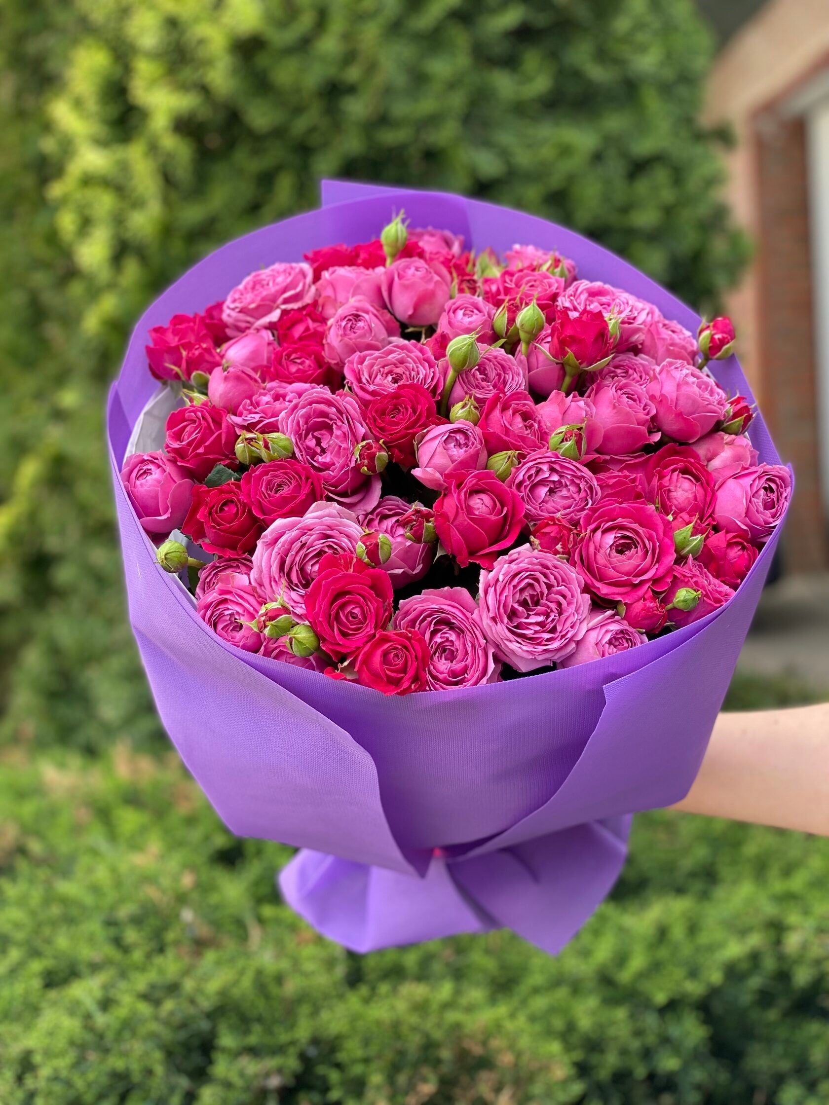 39 pfingstrosenartige Rosen Lavender Lace und Majestic