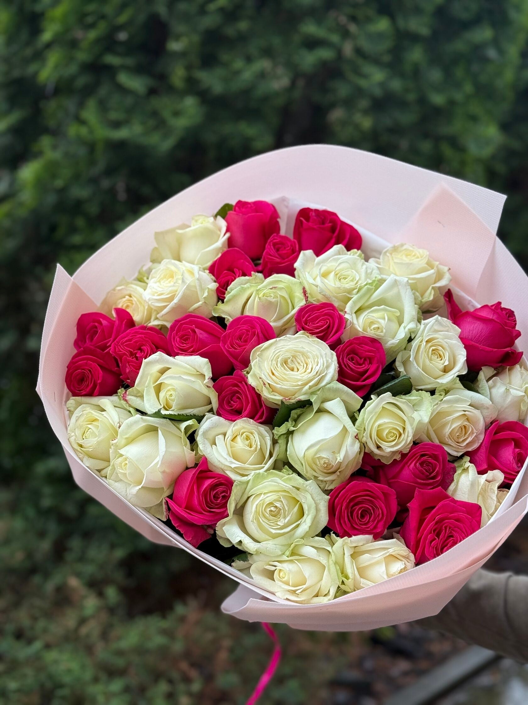 39 Rosen Avalanche und Cherry
