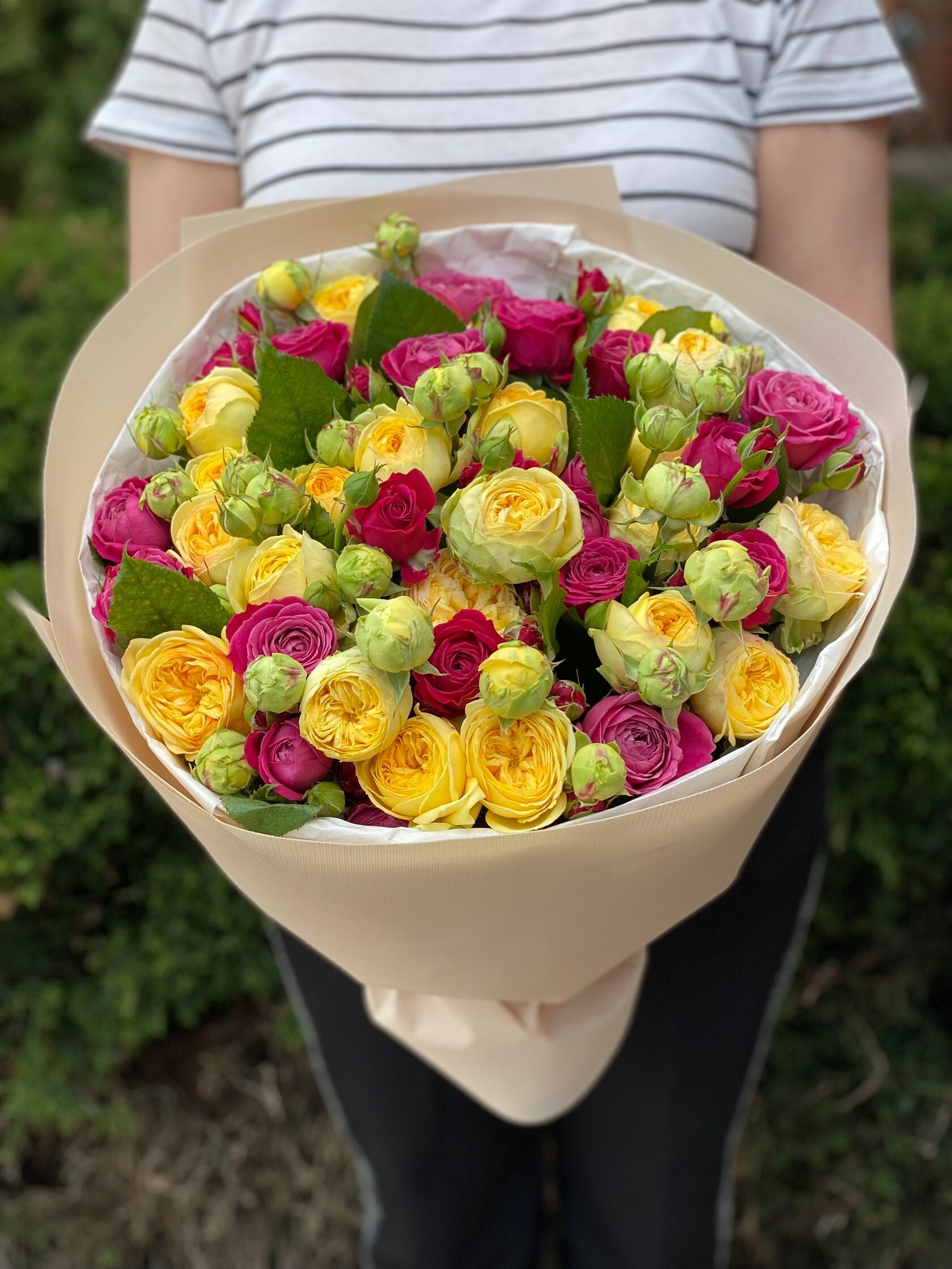 39 pfingstrosenartige Rosen Majestic und Tanya