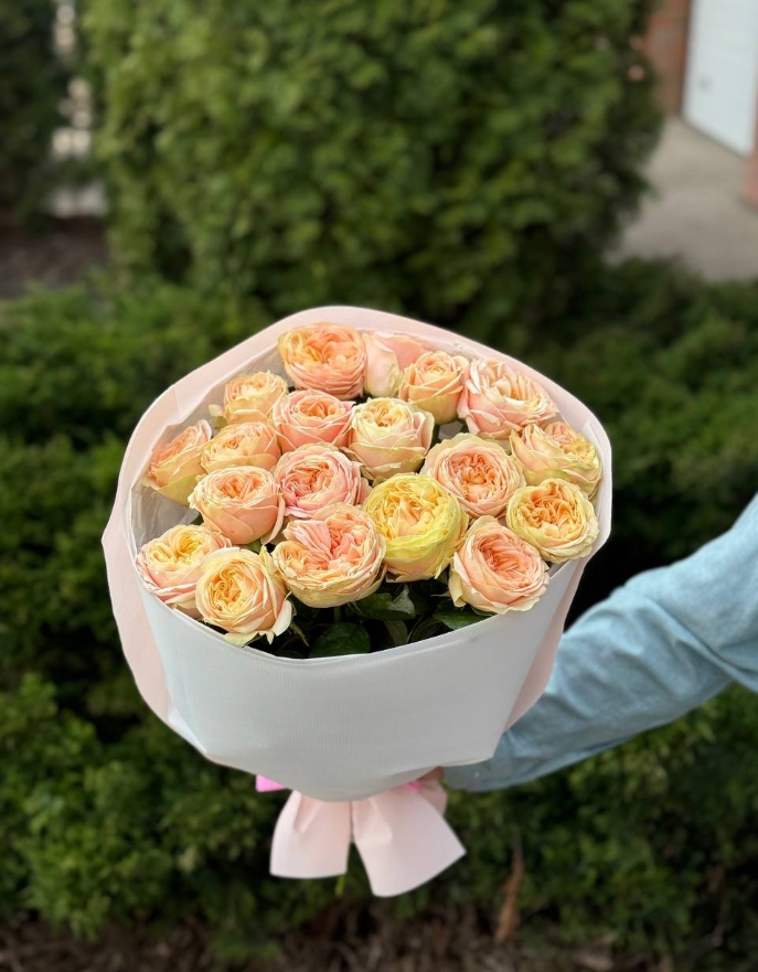 19 pfingstrosenartige Rosen Priscilla