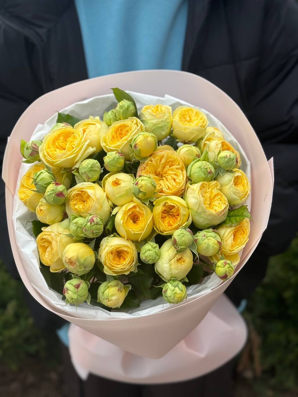 19 pfingstrosenartige Rosen Peony Bubbles