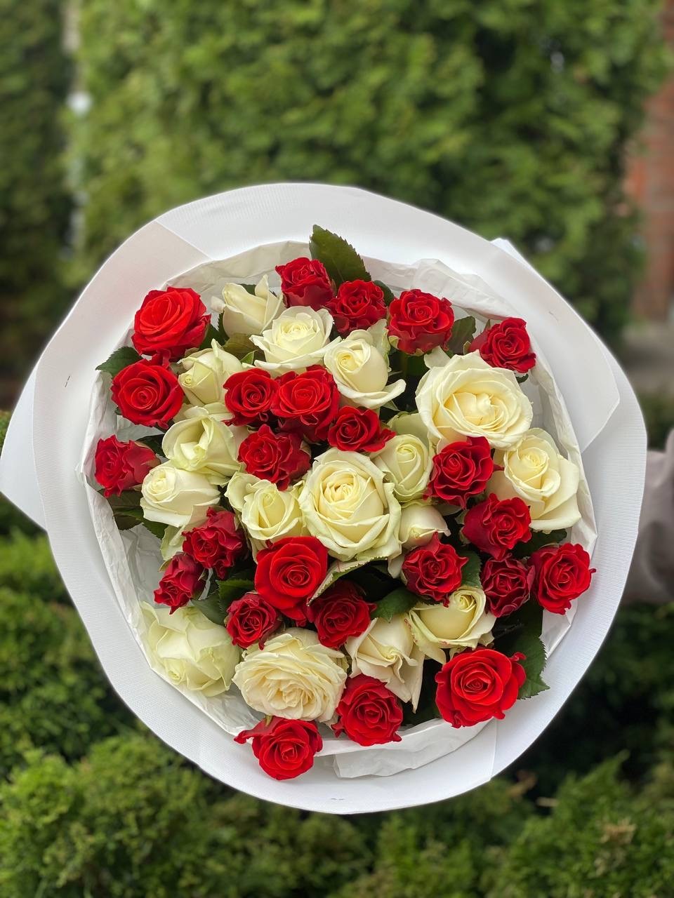 39 Rosen El Toro und Avalanche