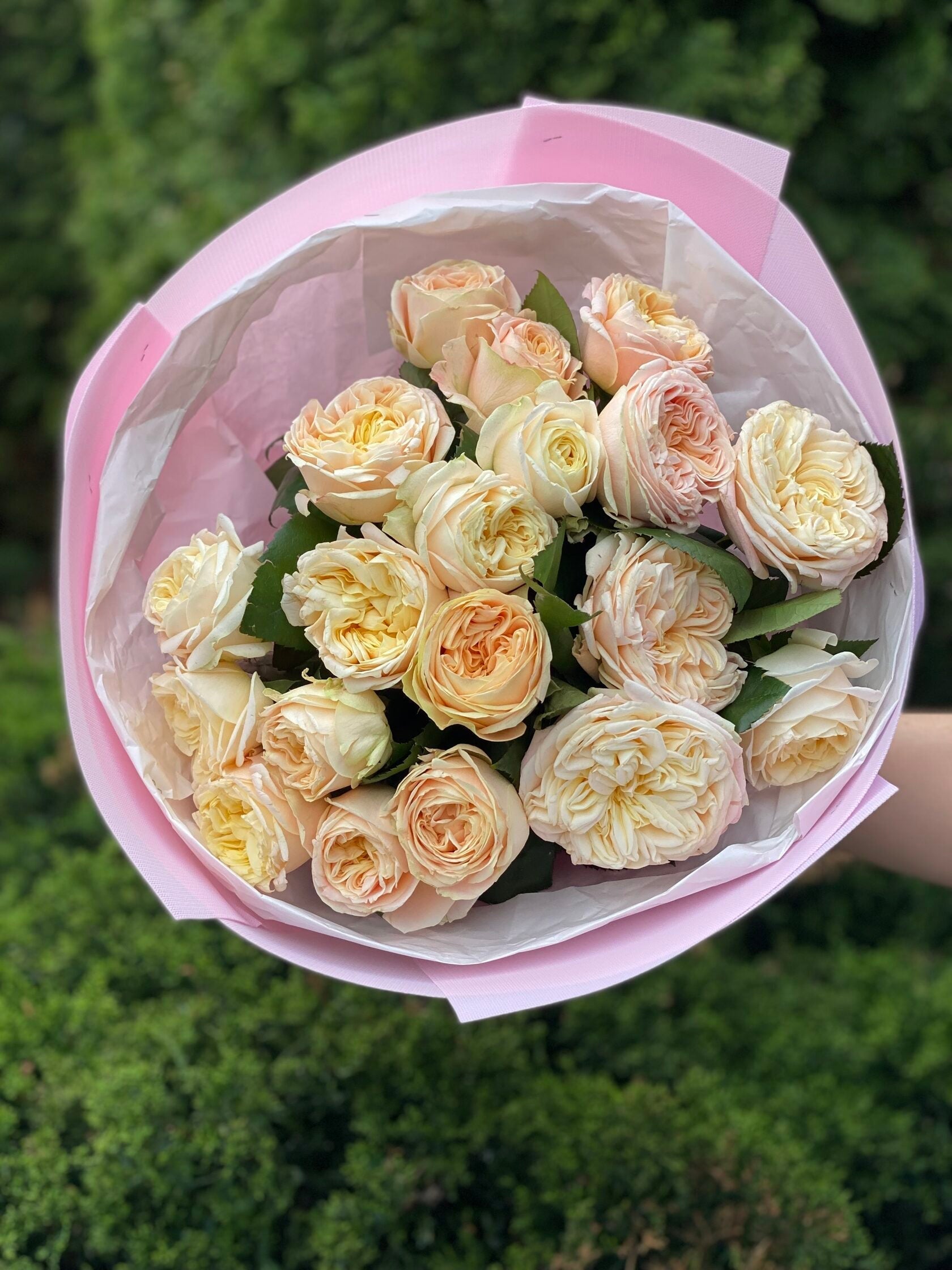19 pfingstrosenartige Rosen Priscilla