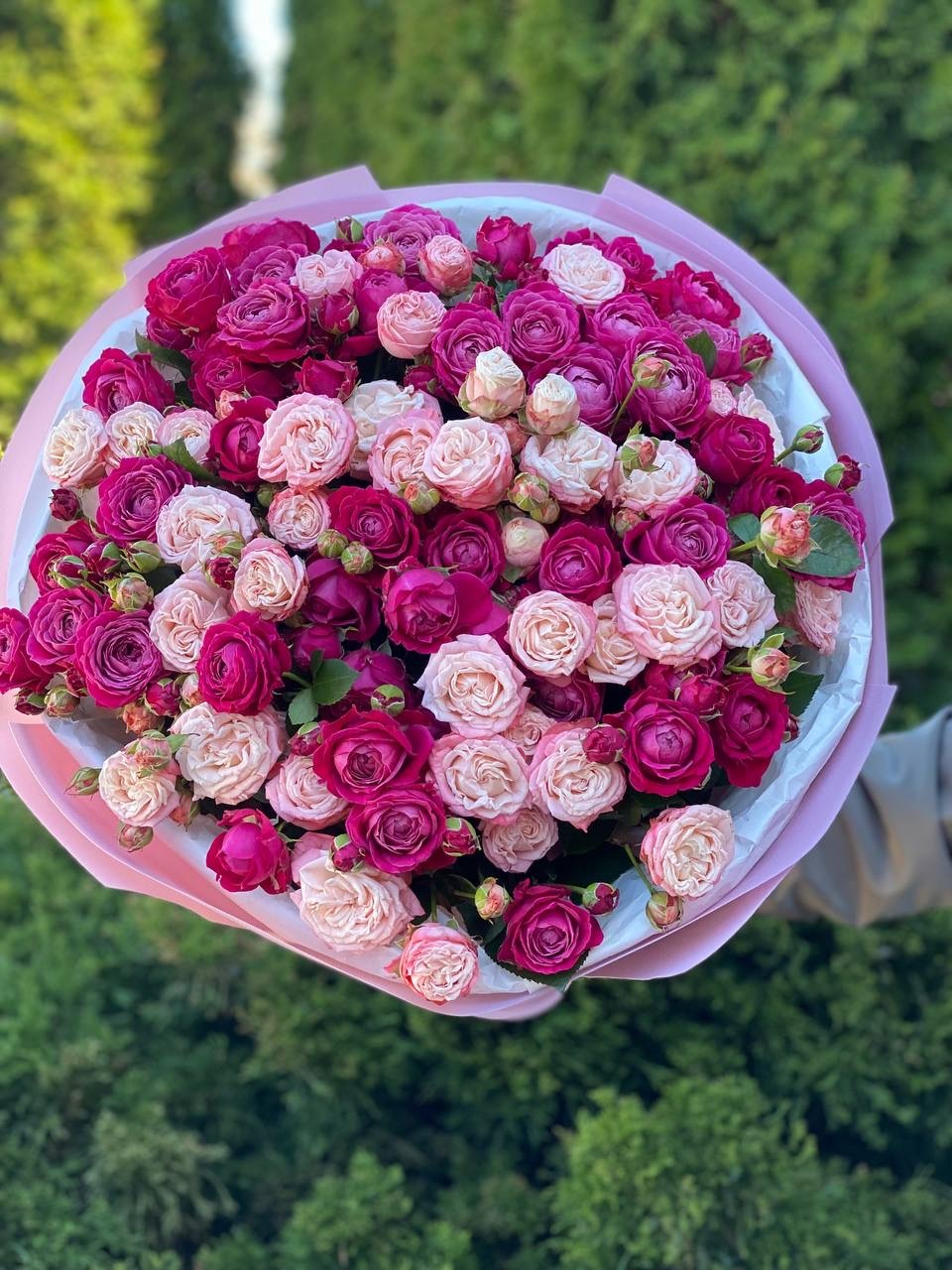 51 pfingstrosenartige Rosen Bombastic und Majestic