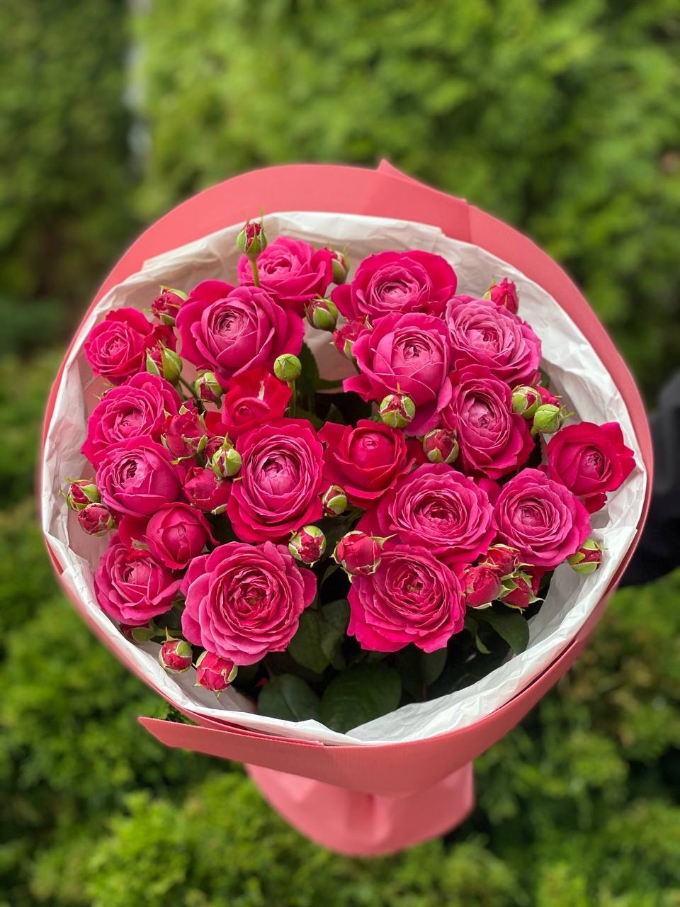 19 pfingstrosenartige Rosen Majestic“