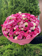 101 pfingstrosenartige Rosen Majestic und Gelato