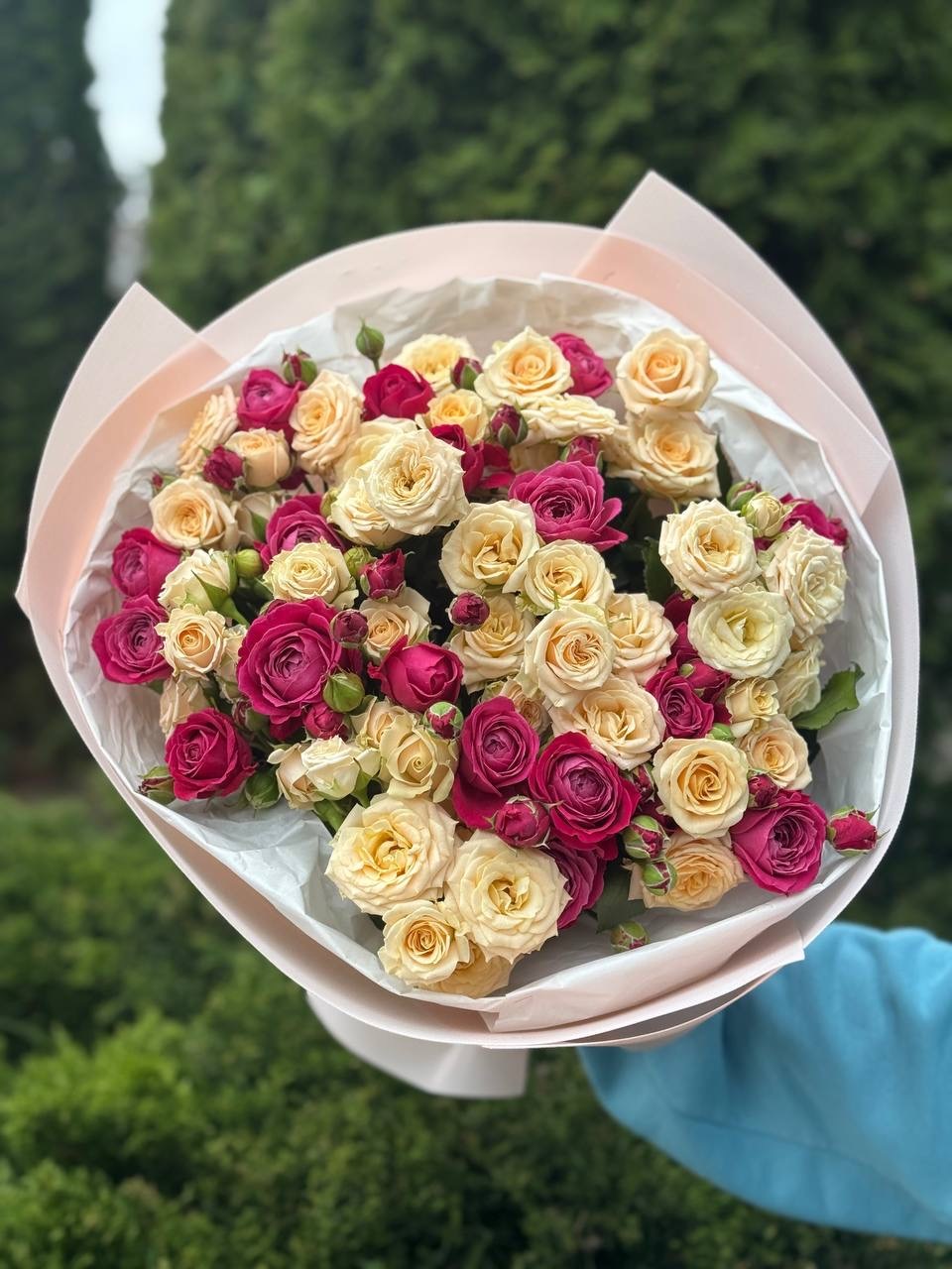 39 pfingstrosenartige Rosen Majestic und Tanya